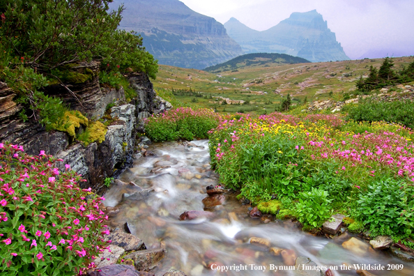 Glacier National Park Alpine Stream with Monkey Flowers alongside