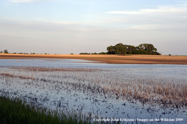 Wetlands near crop fields