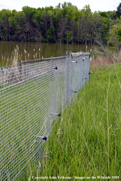 Predator fence on wetlands