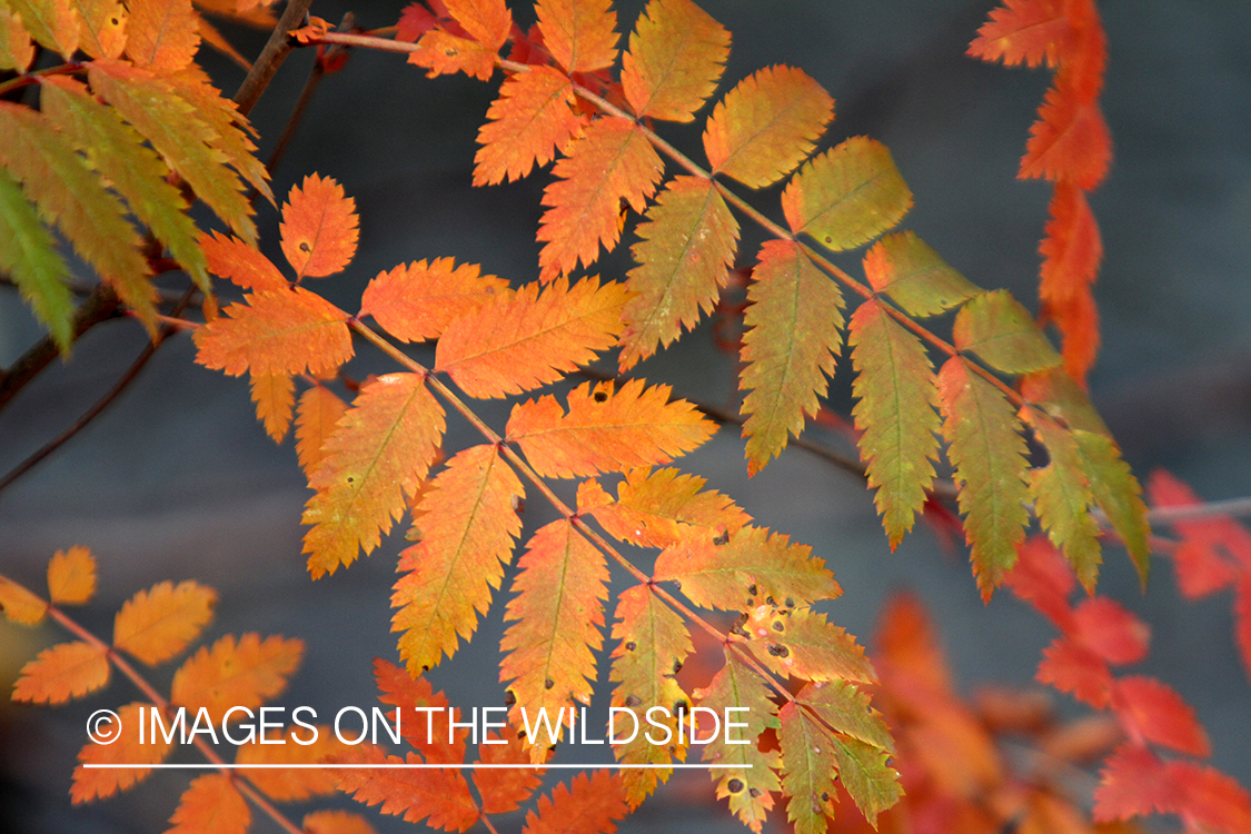 Mountain-ash leaf in autumn.