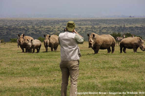 Photography white rhinos on african safari