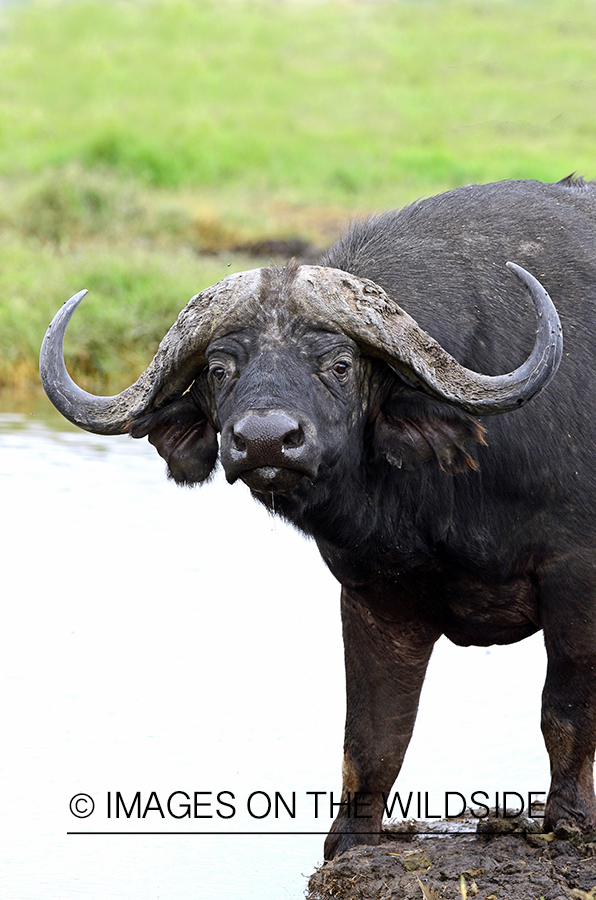 Cape Buffalo Bull in african habitat. 