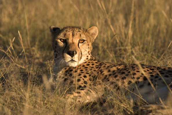 Cheetah in habitat.  Africa.