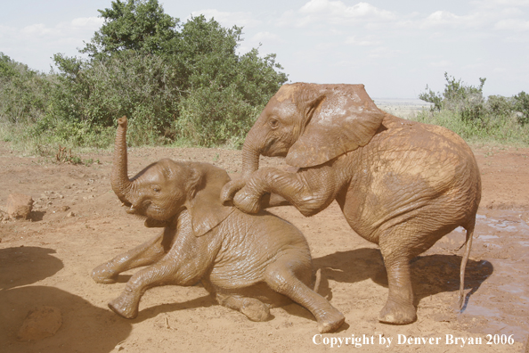 African Elephants