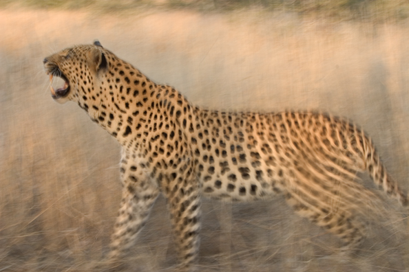 Leopard running/walking. Africa