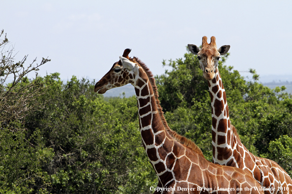 Reticulated Giraffe 