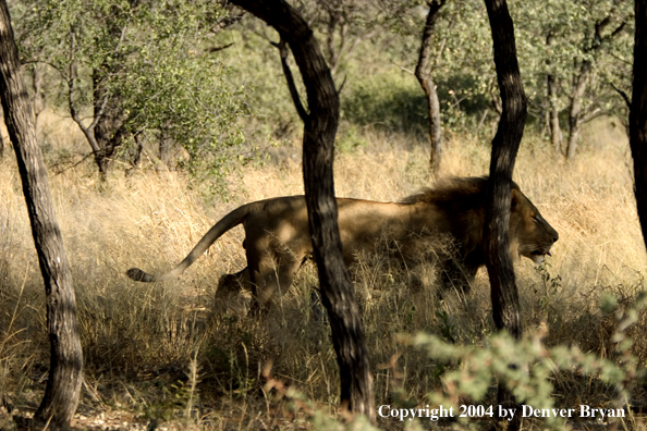 Male African lion in habitat. Africa