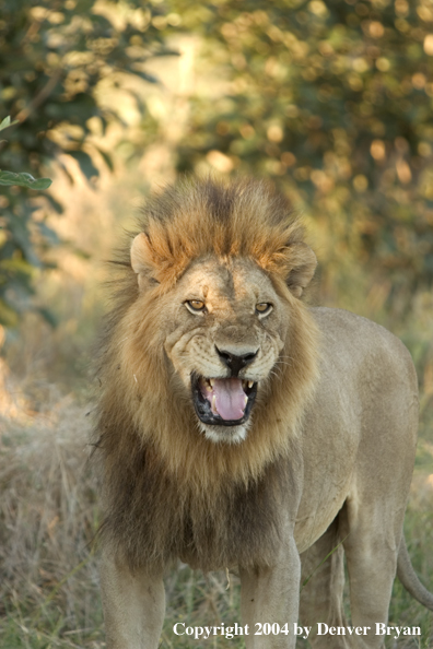 Male African Lion growling.