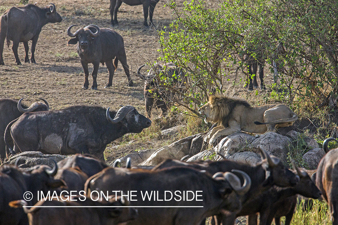 Large male African lion being confronted by cape buffalo bull in herd.