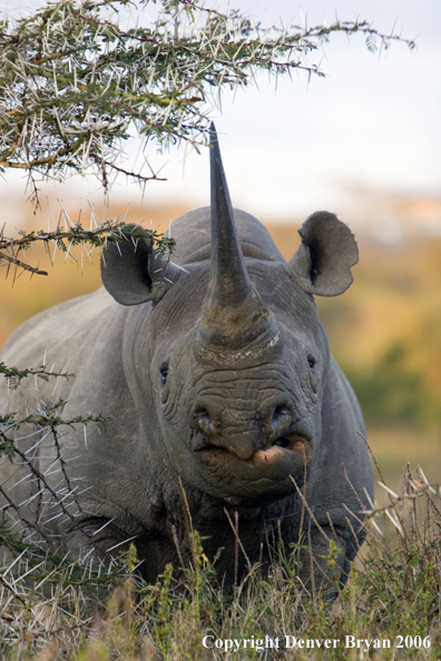 Black rhino in Africa.