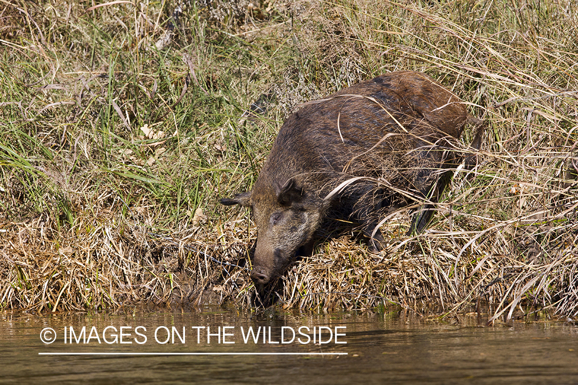 Feral hog in habitat. 