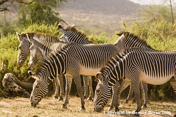 Grevy's Zebra