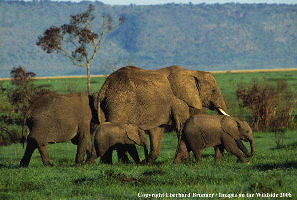 Elephant herd