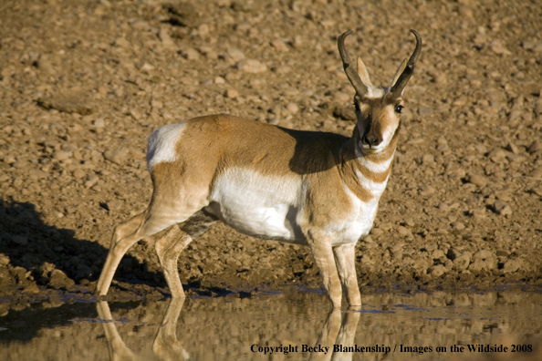 Pronghorn antelope