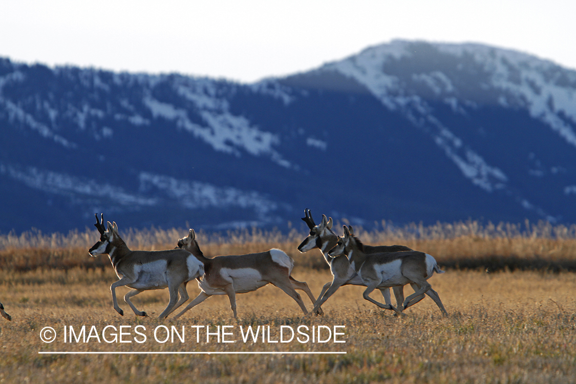 Pronghorn Antelope running in habitat. 