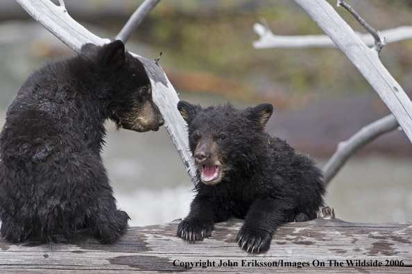 Black bear cub in habitat.