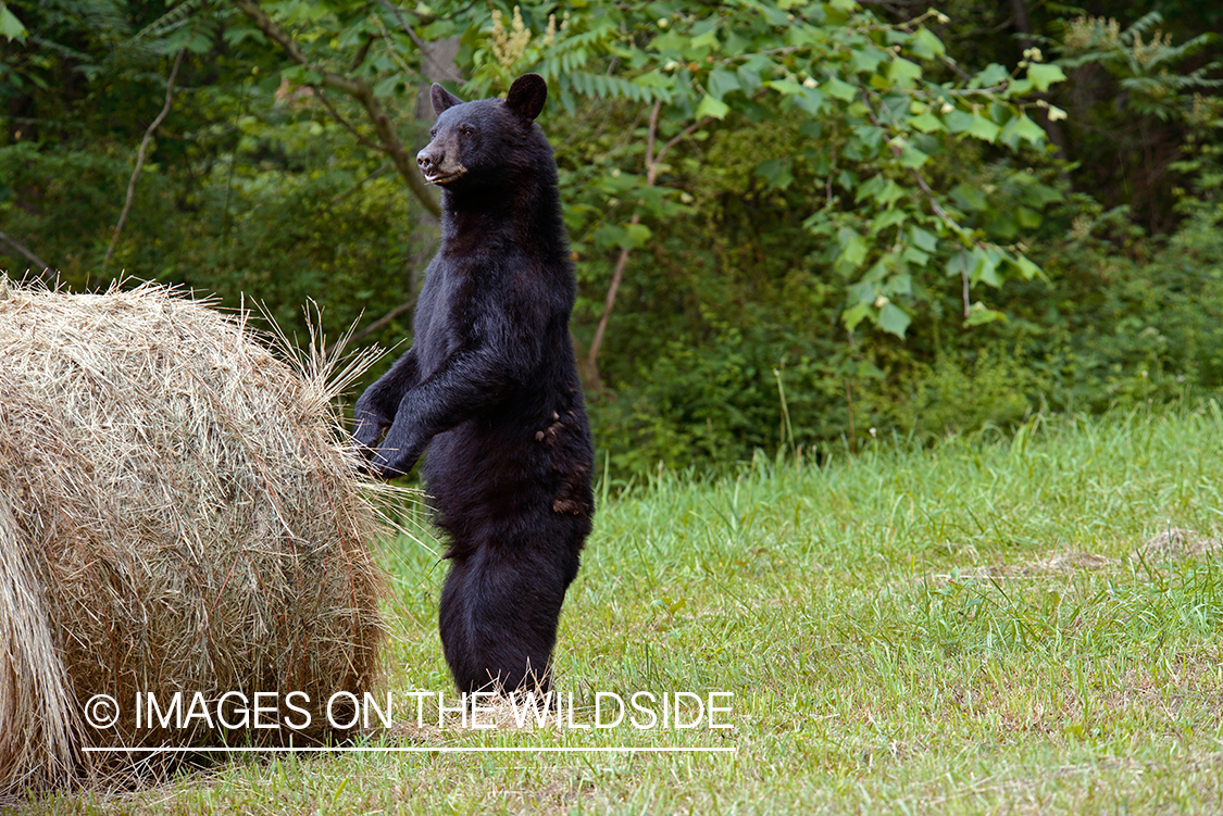 Black bear in habitat. 