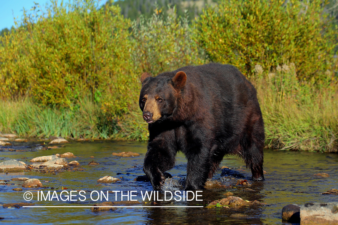 Black Bear in river.