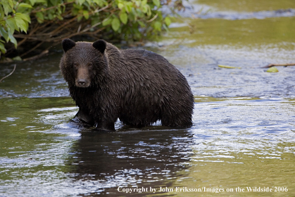 Brown bear in river.