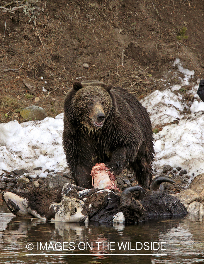 Grizzly Bear on bison carcass. 