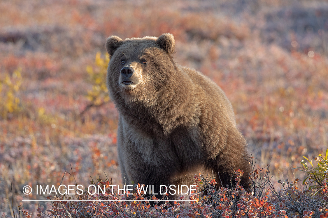 Grizzly bear in field.