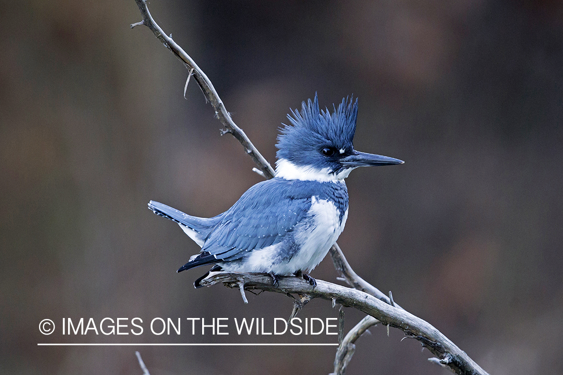 Kingfisher in habitat.