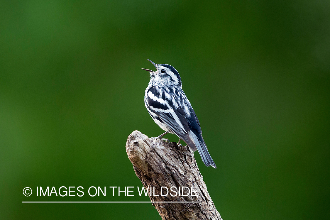 Black and White Warbler singing.