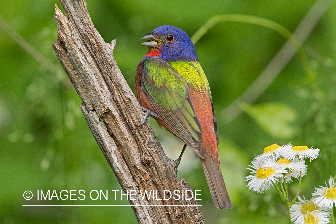 Painted Bunting on branch.