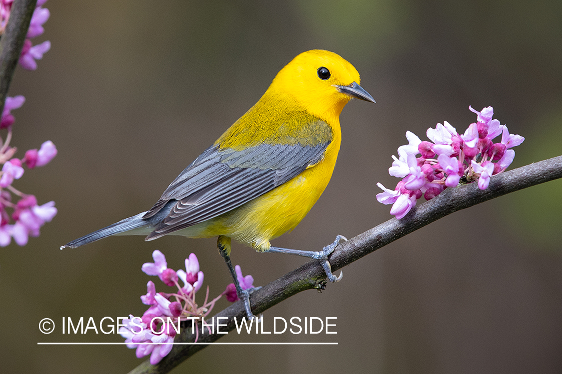 Prothonotary warbler on branch.