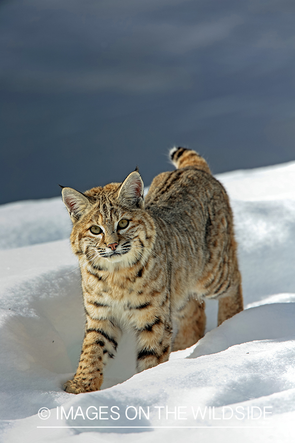 Bobcat in habitat.