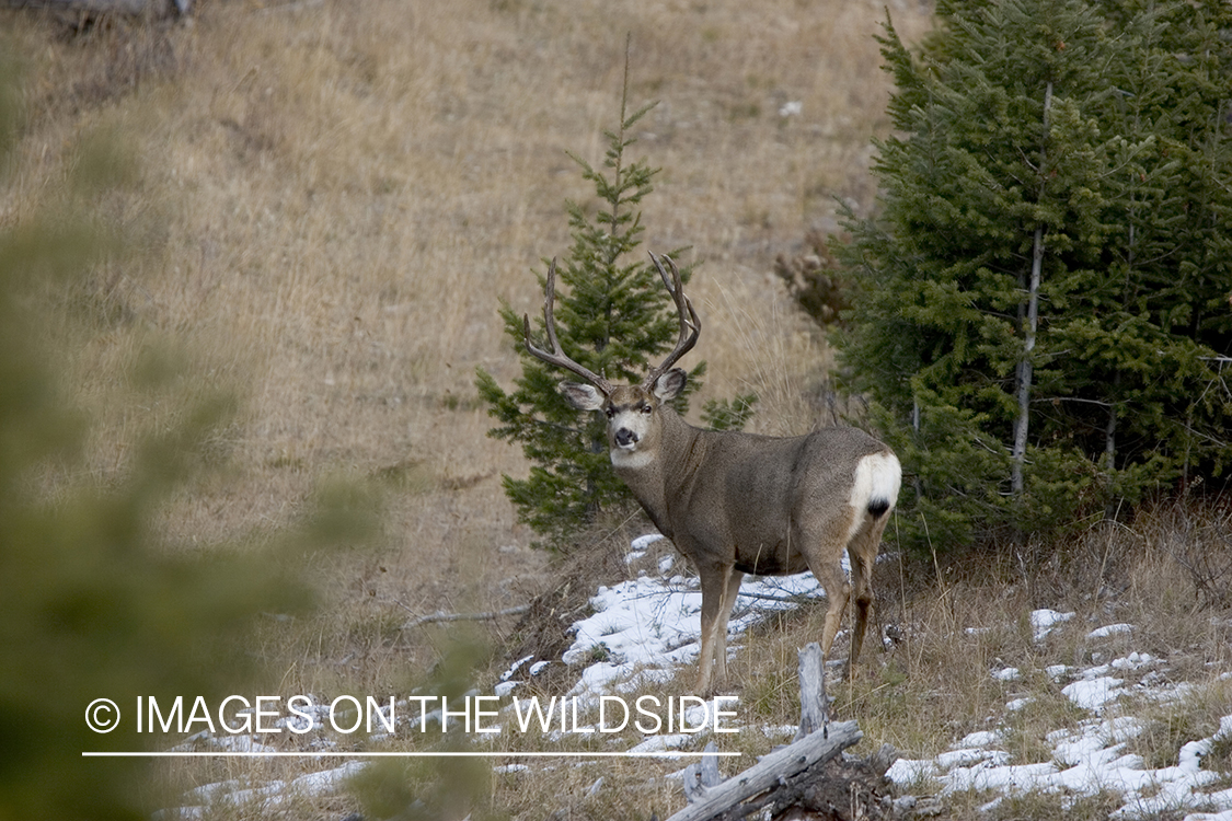 Mule deer buck in habitat.