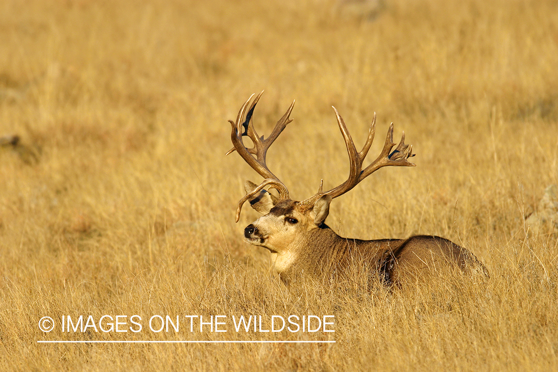 Mule deer buck in habitat. 