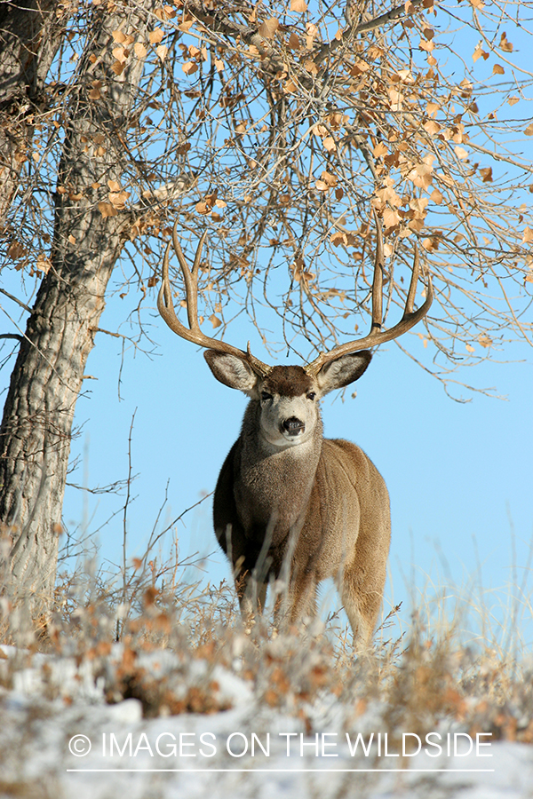 Mule deer buck in habitat. 