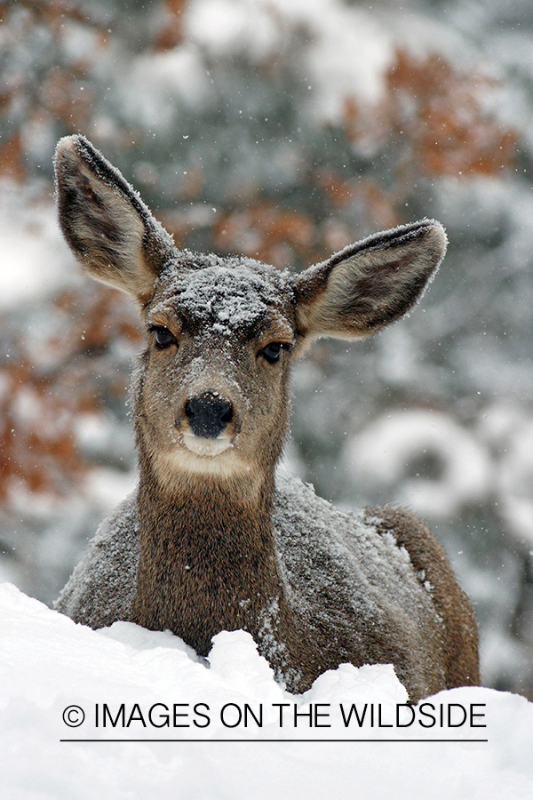 Mule deer doe in snow. 