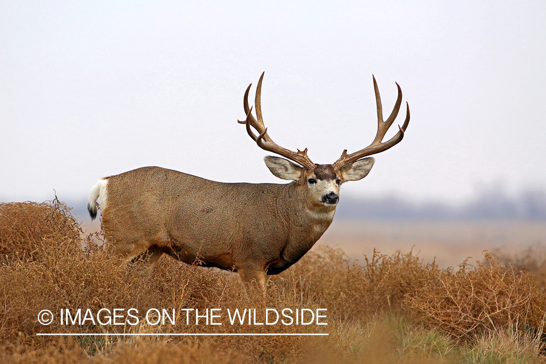 Mule deer buck in habitat.