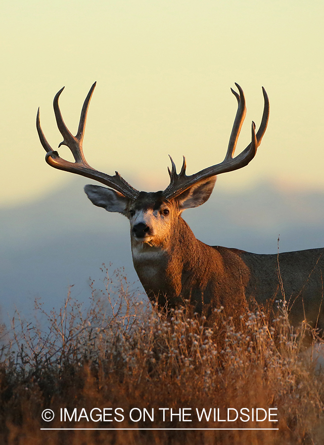 Mule deer buck in habitat. 