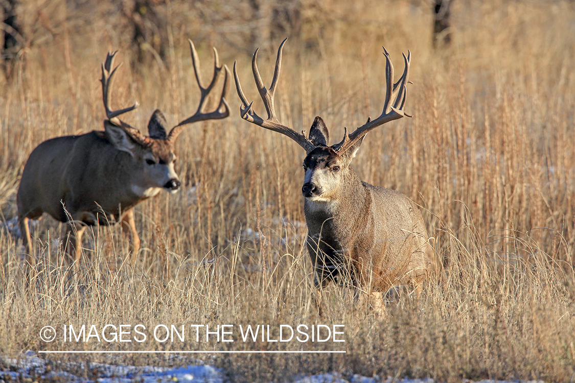 White-tailed bucks in field.