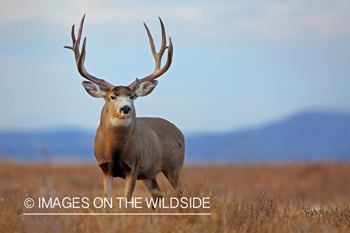 Mule deer buck in rut in field. 