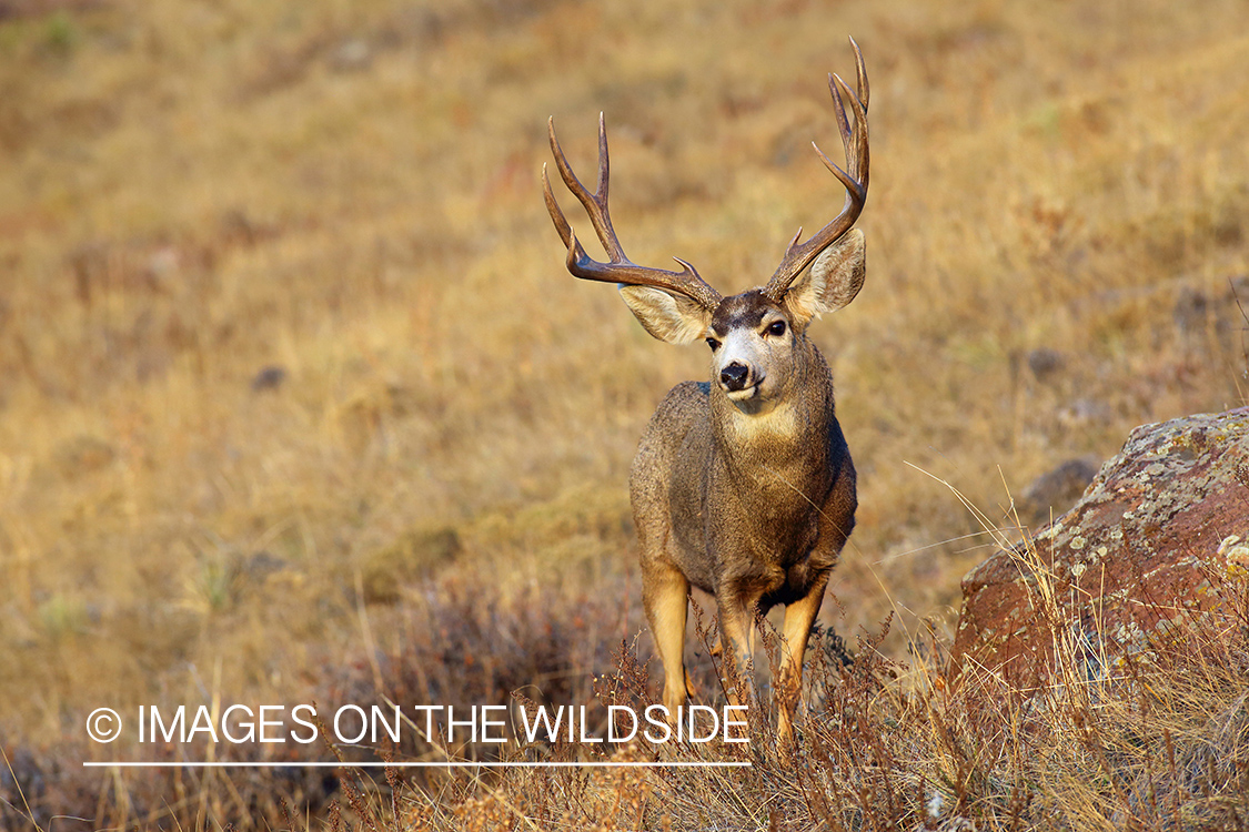 Mule deer buck in field.