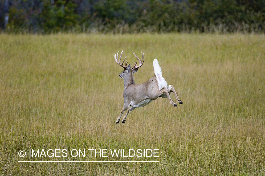 Whitetailed deer in habitat.