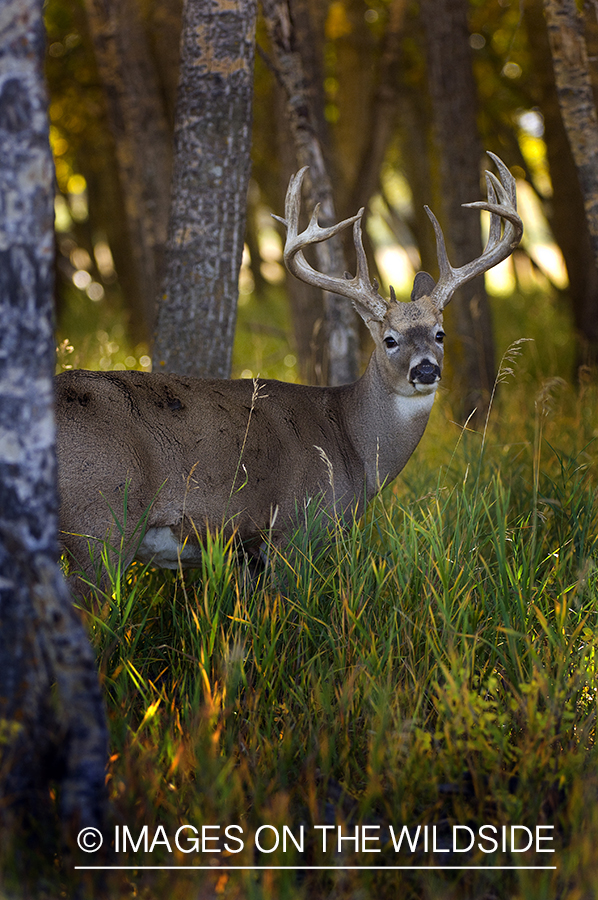 Whitetail Buck