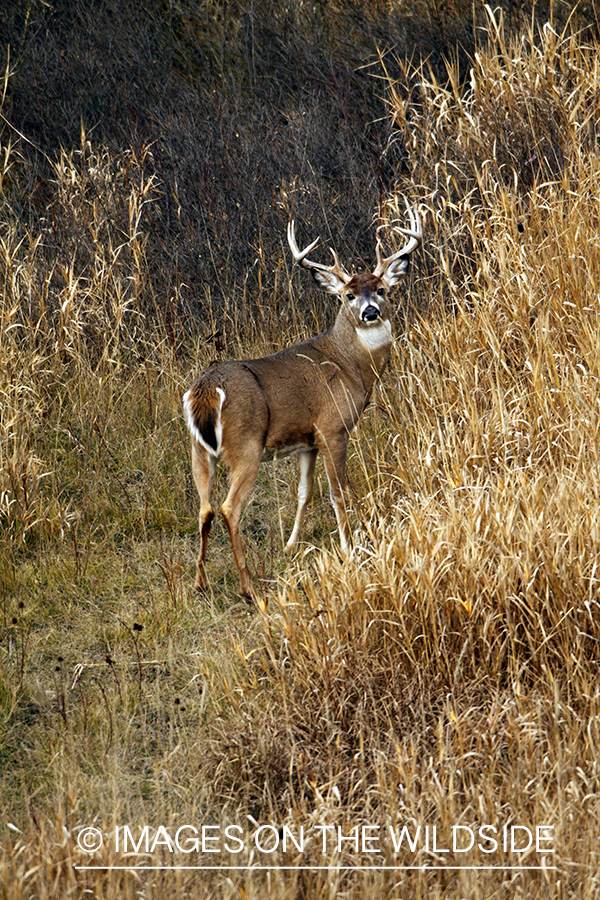 Whitetail Buck