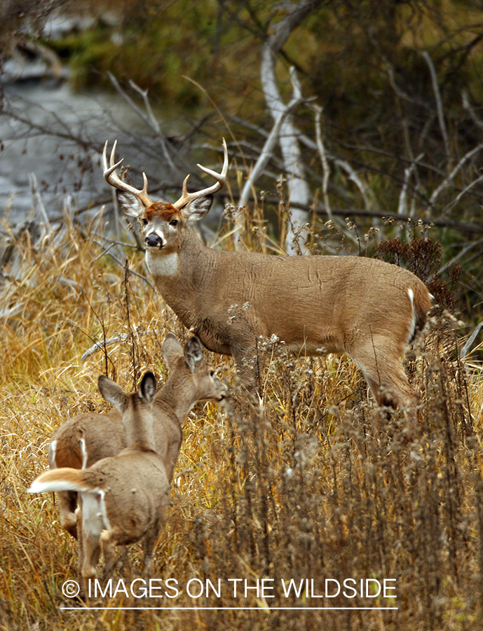 Whitetail Buck with Fawns