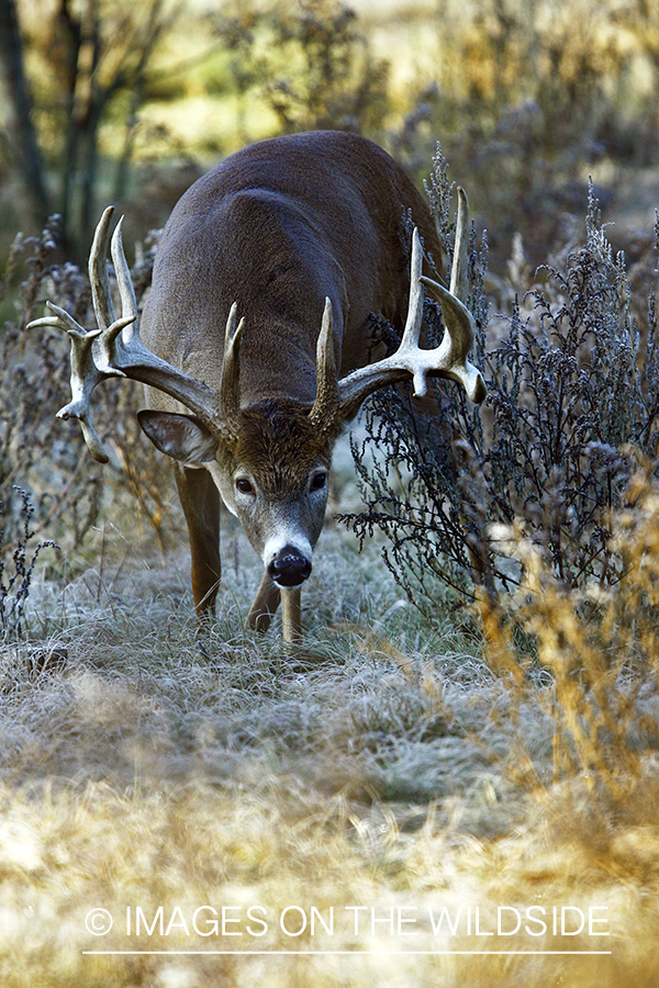 Whitetail buck in habitat