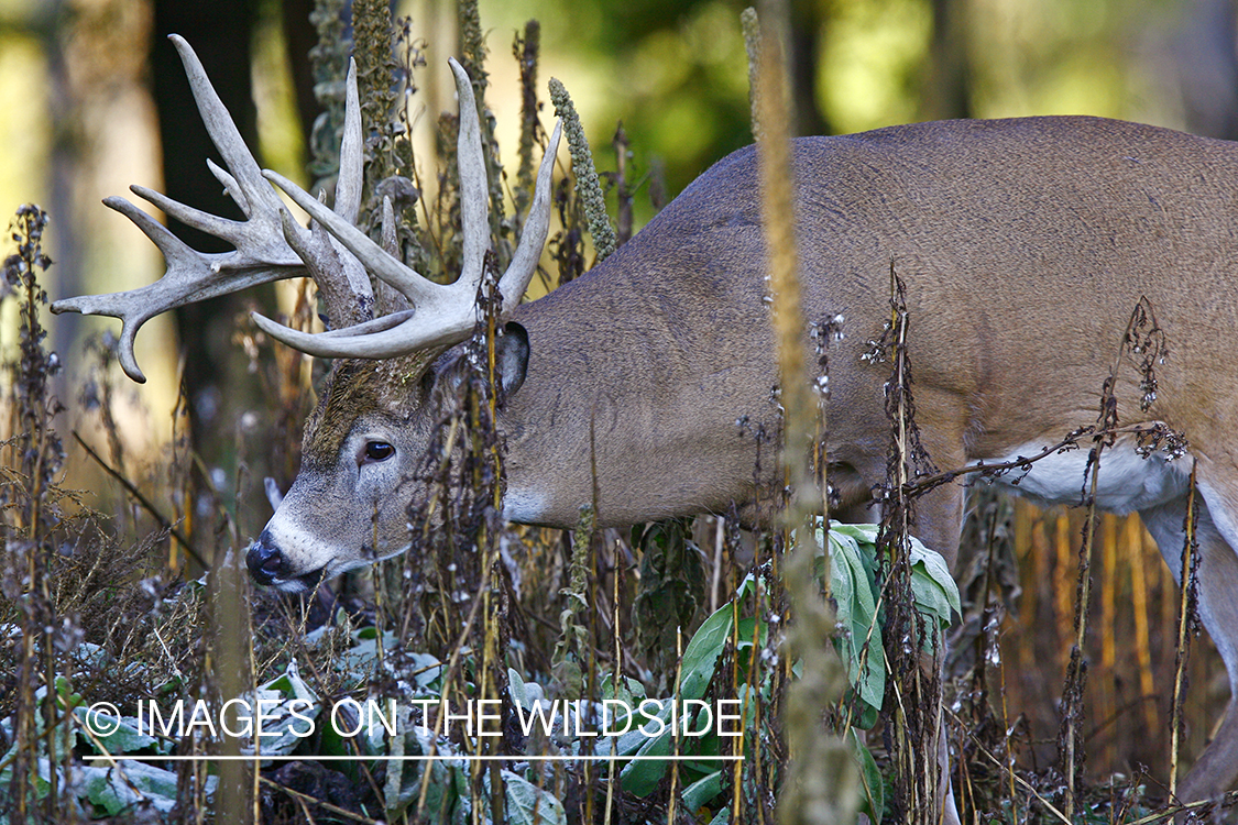 Whitetail buck in habitat