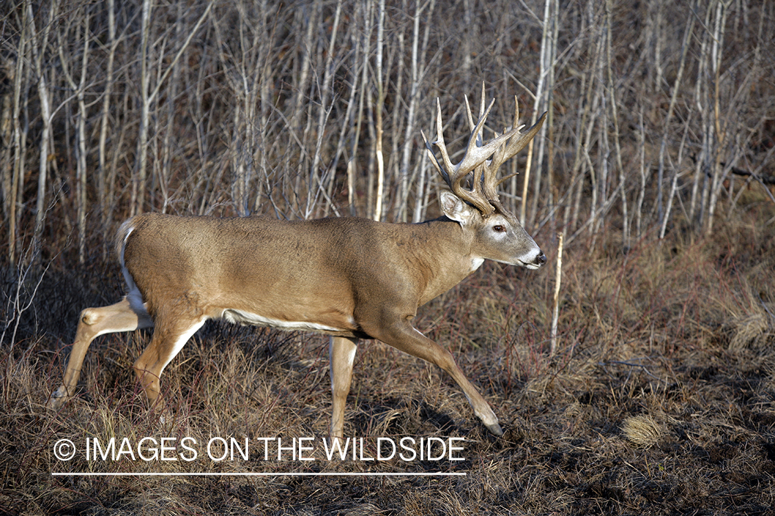 Whitetail buck in habitat