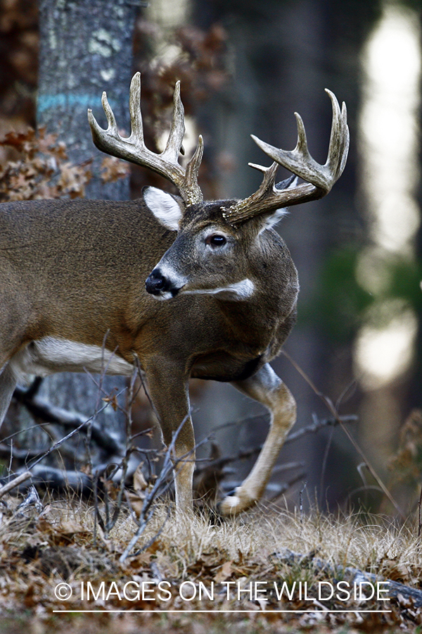 Whitetail buck in habitat.