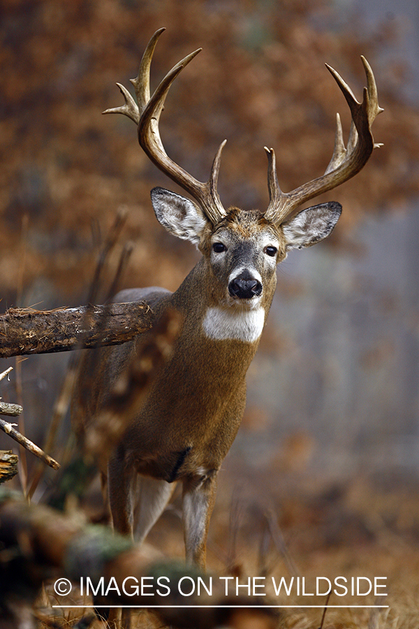 Whitetail buck in habitat.