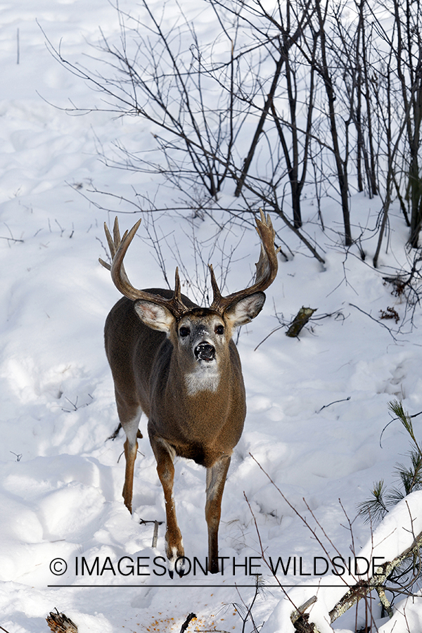 White-tailed buck in habitat.