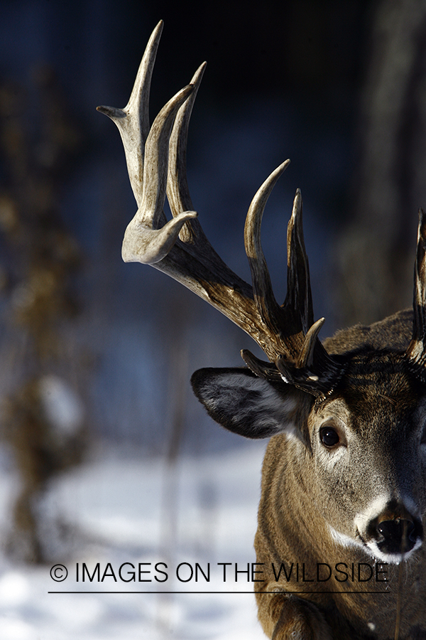 Whitetail in habitat